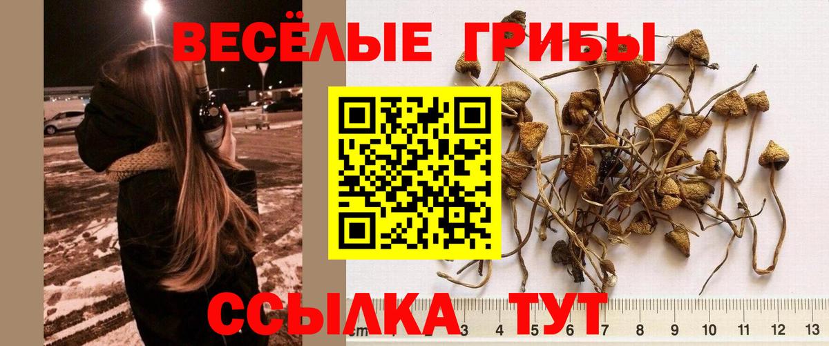Галлюциногенные грибы Cubensis  Вход с VPN  Махачкала  Псилоцибиновые грибы Psilocybine cubensis 